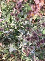 Arctium tomentosum