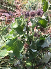 Arctium tomentosum