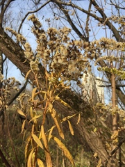 Solidago gigantea