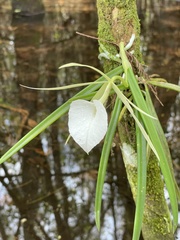 Brassavola