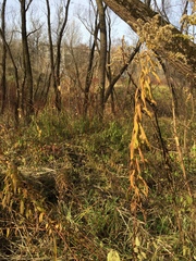 Solidago gigantea