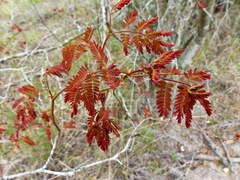 Libidibia paraguariensis