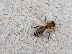 Apis mellifera