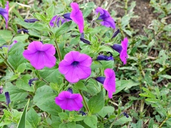 Petunia integrifolia