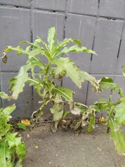 Cirsium arvense