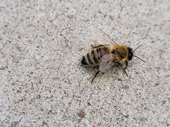 Apis mellifera
