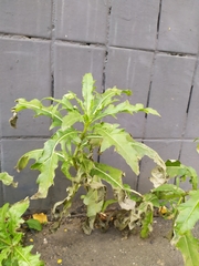 Cirsium arvense