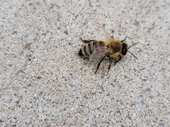 Apis mellifera