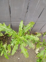 Cirsium arvense