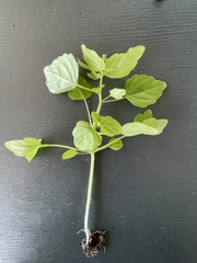Leidesia procumbens