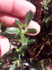 Portulaca cryptopetala