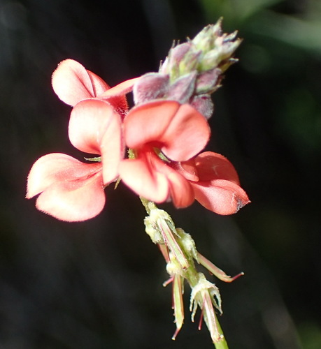 Image of Indigofera erecta by (c) Nicola van Berkel, some rights reserved (CC BY-SA)