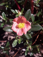 Portulaca cryptopetala