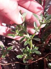 Portulaca cryptopetala