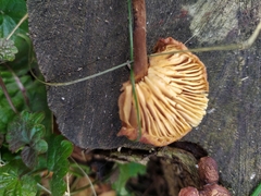 Fungi
