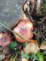 Fungi