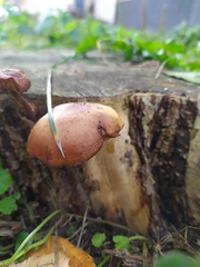 Fungi