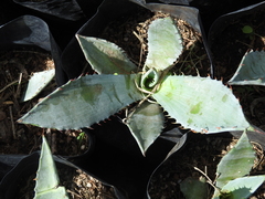Agave durangensis