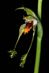 Bipinnula volkmannii