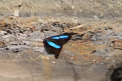 Doxocopa laurentia cherubina
