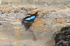 Doxocopa laurentia cherubina