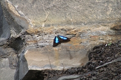 Doxocopa laurentia cherubina