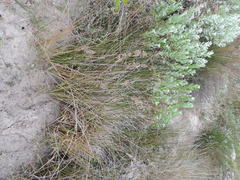 Juncus kraussii kraussii