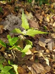 Lamium album