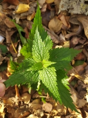 Lamium album
