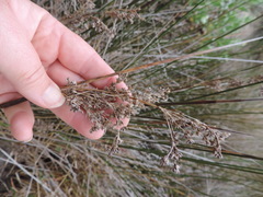 Juncus kraussii kraussii