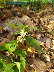 Lamium album