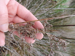 Juncus kraussii kraussii