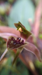 Chiloglottis grammata