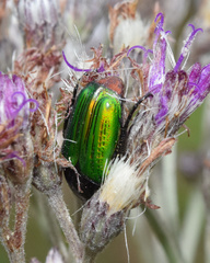 Leucocelis haemorrhoidalis