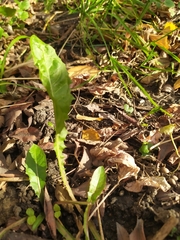 Taraxacum officinale