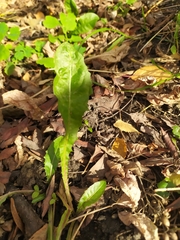 Taraxacum officinale