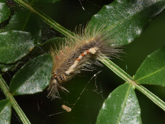 Euproctis punctifera
