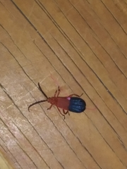 Thonalmus chevrolati