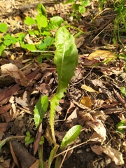 Taraxacum officinale