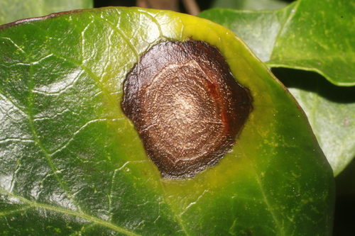 Boeremia hedericola