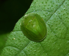 Aspidimorpha siticulosa
