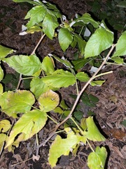 Rubus idaeus