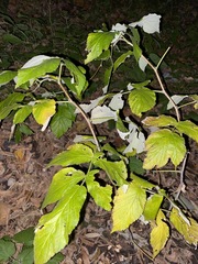 Rubus idaeus