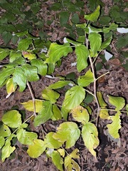 Rubus idaeus