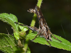 Hypenetes
