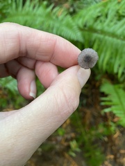 Entoloma largentii