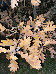 Quercus robur