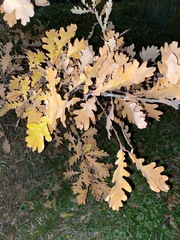 Quercus robur