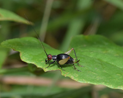 Trigonidium erythrocephalum