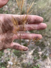 Aristida desmantha